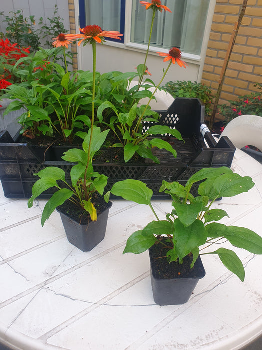 Echinacea 'Hot Summer'® , Rode zonnehoed