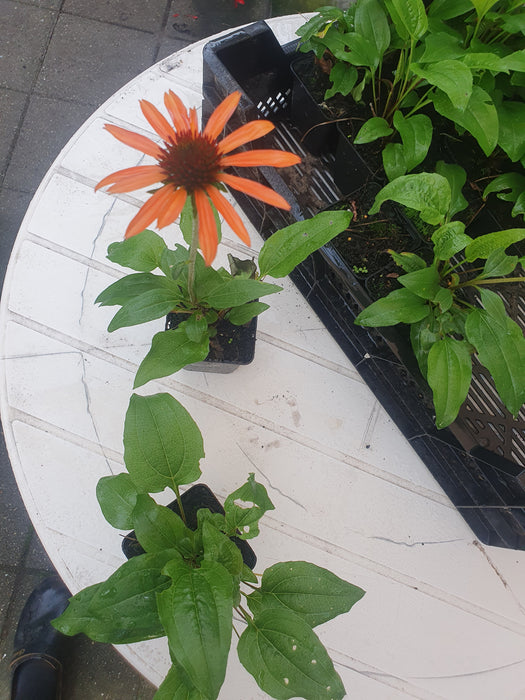 Echinacea 'Hot Summer'® , Rode zonnehoed