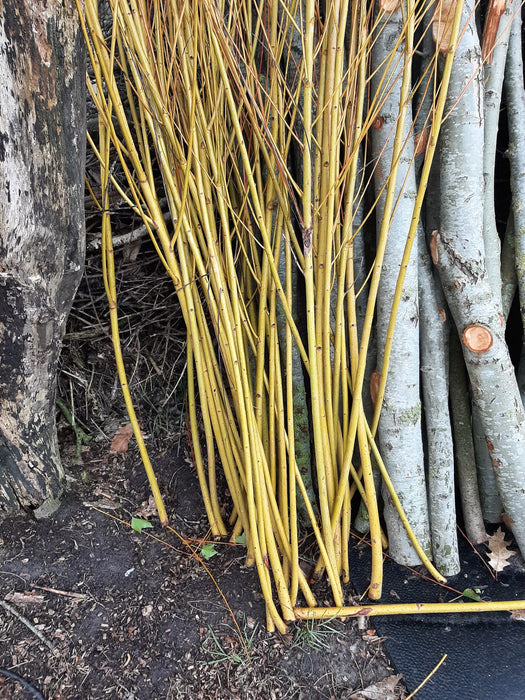 Salix alba 'Chermesina' , Schietwilg , Knotwilg