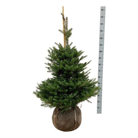 Abies koreana , Koreaanse zilverspar