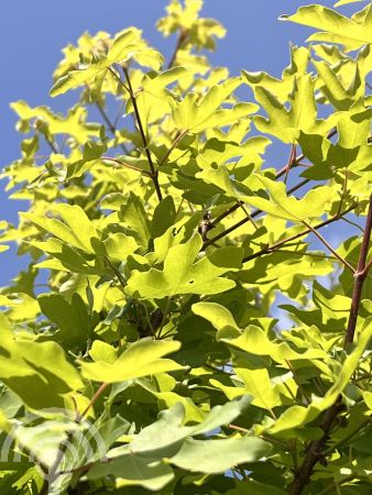 Acer campestre 'Anny's Globe' , bol-veldesdoorn