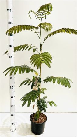 Albizia julibrissin , Perzische slaapboom