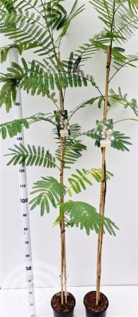 Albizia julibrissin , Perzische slaapboom