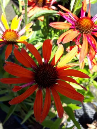 Echinacea 'Hot Summer'® , Rode zonnehoed