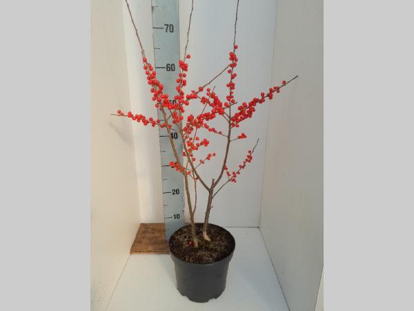 Ilex verticillata , Winterbes, Hulst vrouwelijk