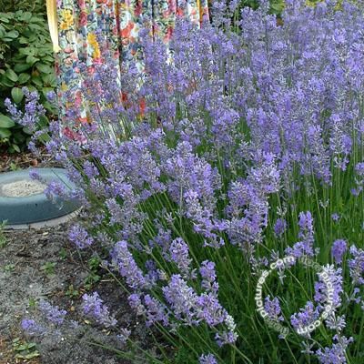 Lavandula angustifolia 'Dwarf Blue' , Echte lavendel