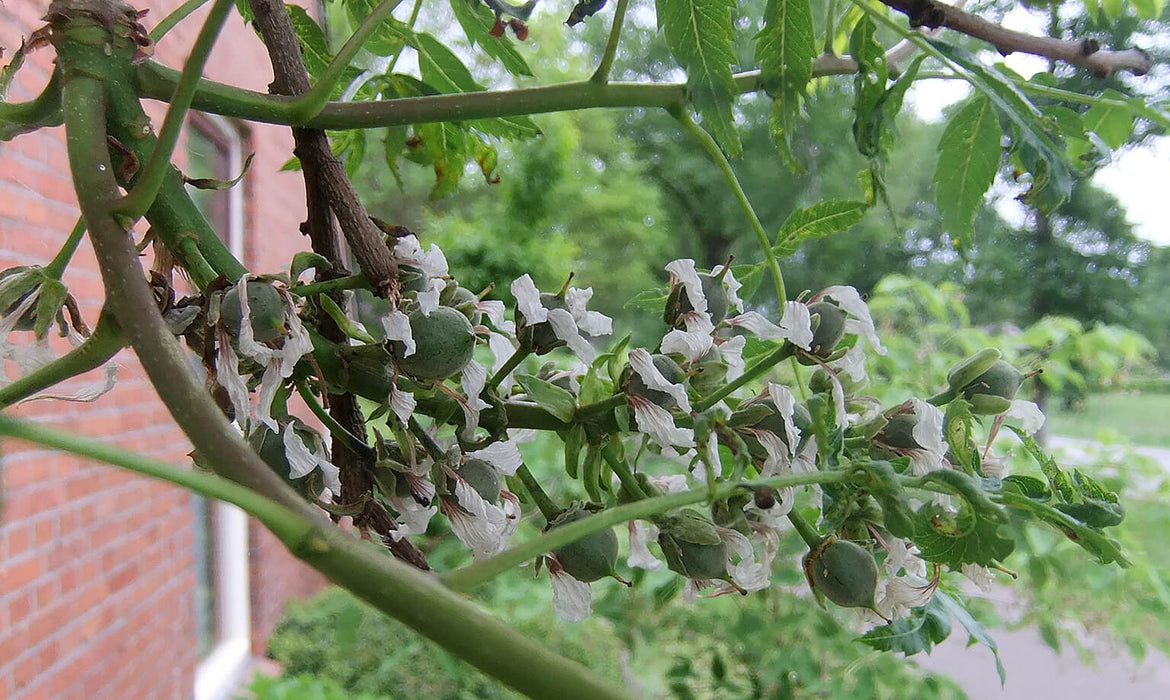 Xanthoceras sorbifolium, Chinese bloei-kastanje; Geelwortel