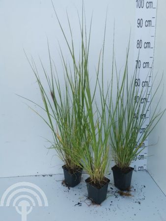 Pennisetum alopecuroides 'Red Head' , Lampenpoetsersgras