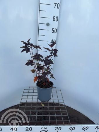 Physocarpus opulifolius 'Diabolo'® , Blaasspirea