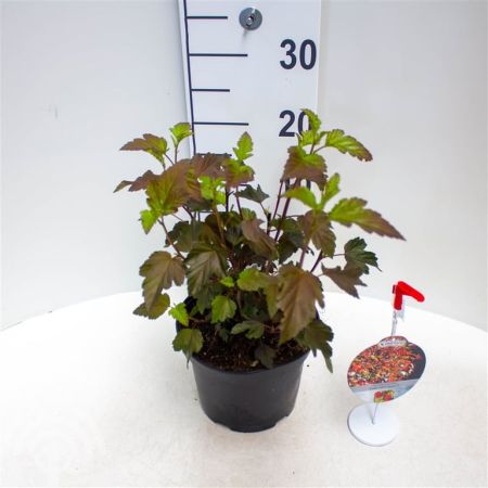 Physocarpus opulifolius 'Diabolo'® , Blaasspirea