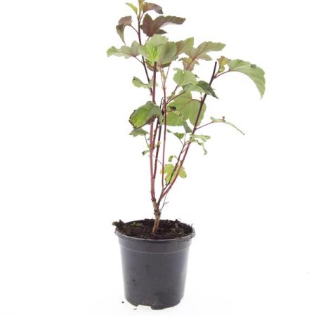 Physocarpus opulifolius 'Diabolo'® , Blaasspirea