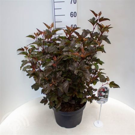 Physocarpus opulifolius 'Diabolo'® , Blaasspirea