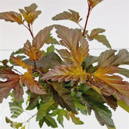 Physocarpus opulifolius 'Diabolo'® , Blaasspirea