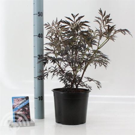 Sambucus nigra 'Black Lace' ® , Gewone vlier