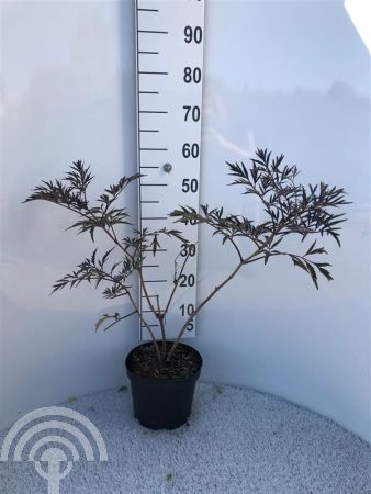 Sambucus nigra 'Black Lace' ® , Gewone vlier