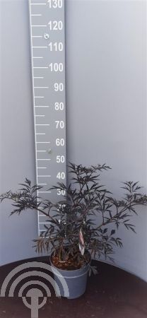 Sambucus nigra 'Black Lace' ® , Gewone vlier