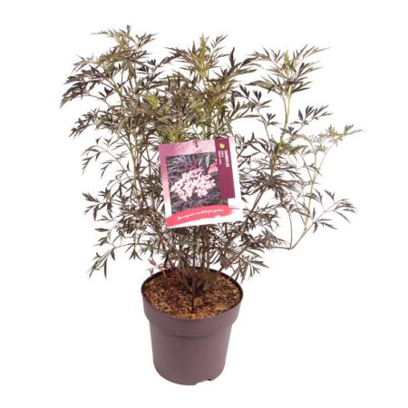 Sambucus nigra 'Black Lace' ® , Gewone vlier