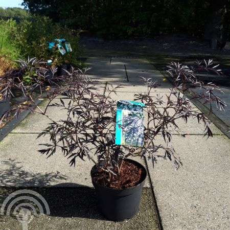 Sambucus nigra 'Black Lace' ® , Gewone vlier