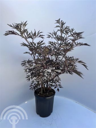 Sambucus nigra 'Black Lace' ® , Gewone vlier