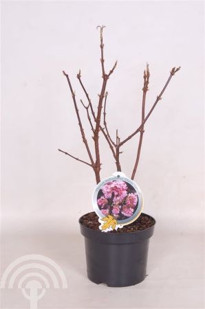 Viburnum bodnantense 'Charles Lamont' , Sneeuwbal