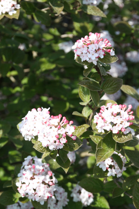 Viburnum carlesii 'Aurora' , Sneeuwbal , Koreaanse sneeuwbal