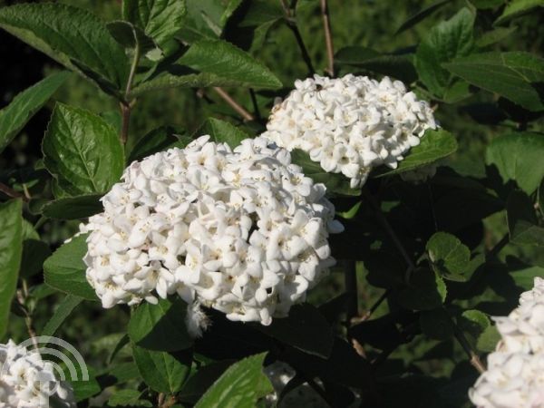 Viburnum carlesii 'Aurora' , Sneeuwbal , Koreaanse sneeuwbal