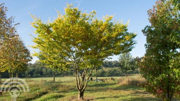 Zelkova serrata , Japanse zelkova