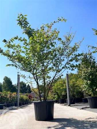 Zelkova serrata , Japanse zelkova