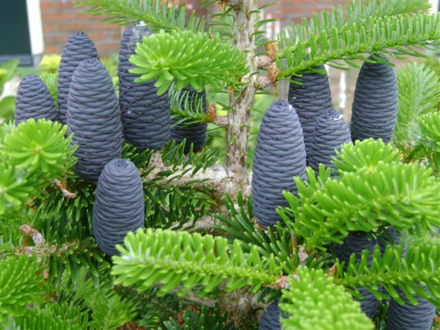 Abies koreana , Koreaanse zilverspar