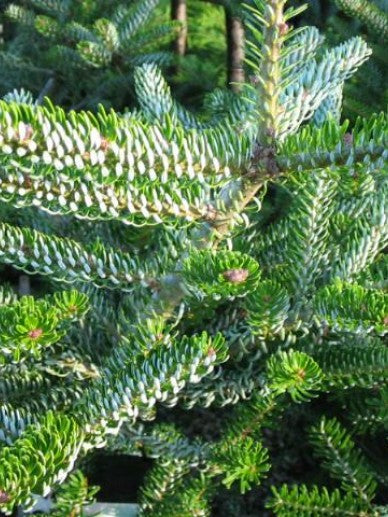 Abies koreana , Koreaanse zilverspar