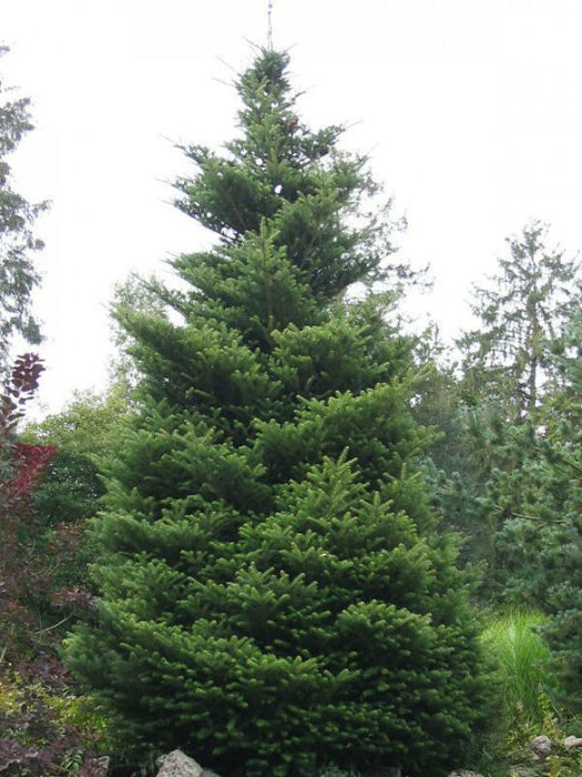 Abies koreana , Koreaanse zilverspar