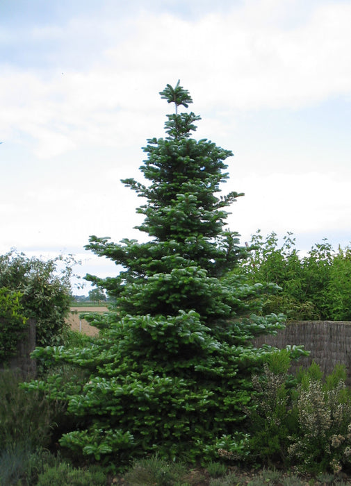 Abies koreana , Koreaanse zilverspar