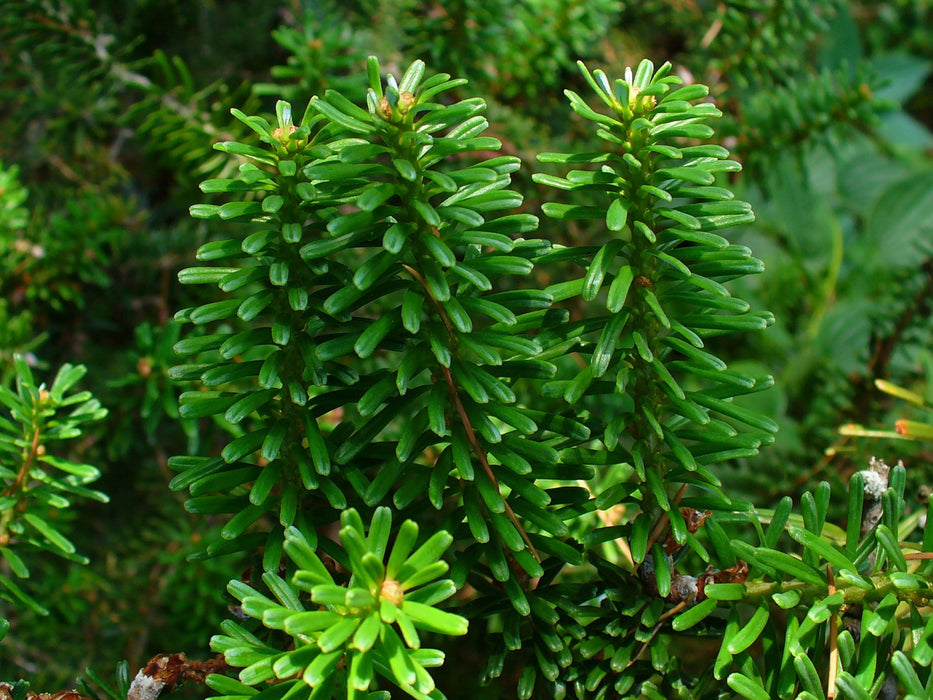 Abies koreana , Koreaanse zilverspar