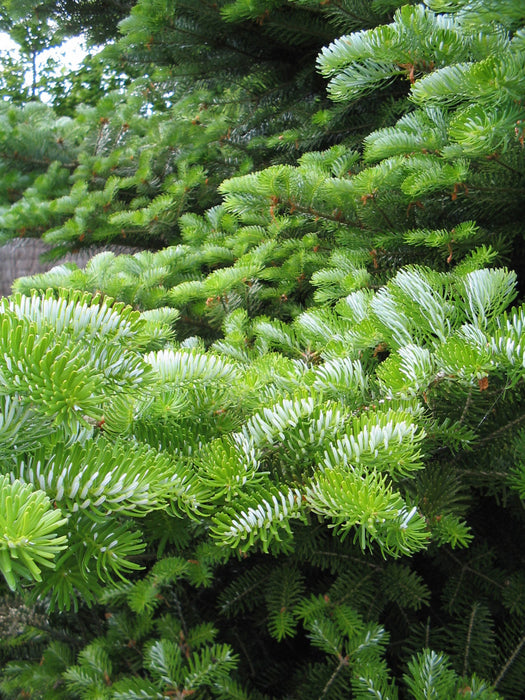 Abies koreana , Koreaanse zilverspar