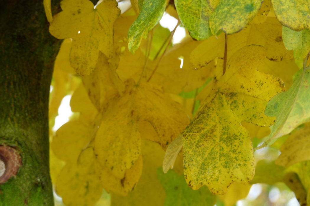 Acer campestre 'Elsrijk' , Veldesdoorn - Spaanse aak