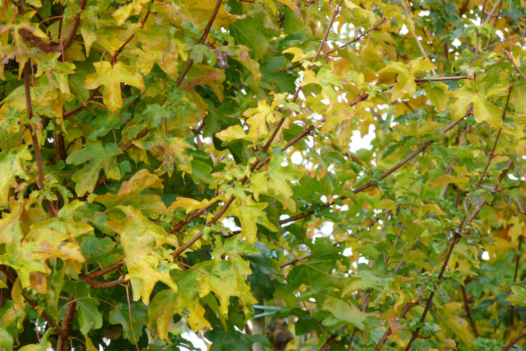 Acer campestre 'Elsrijk' , Veldesdoorn - Spaanse aak