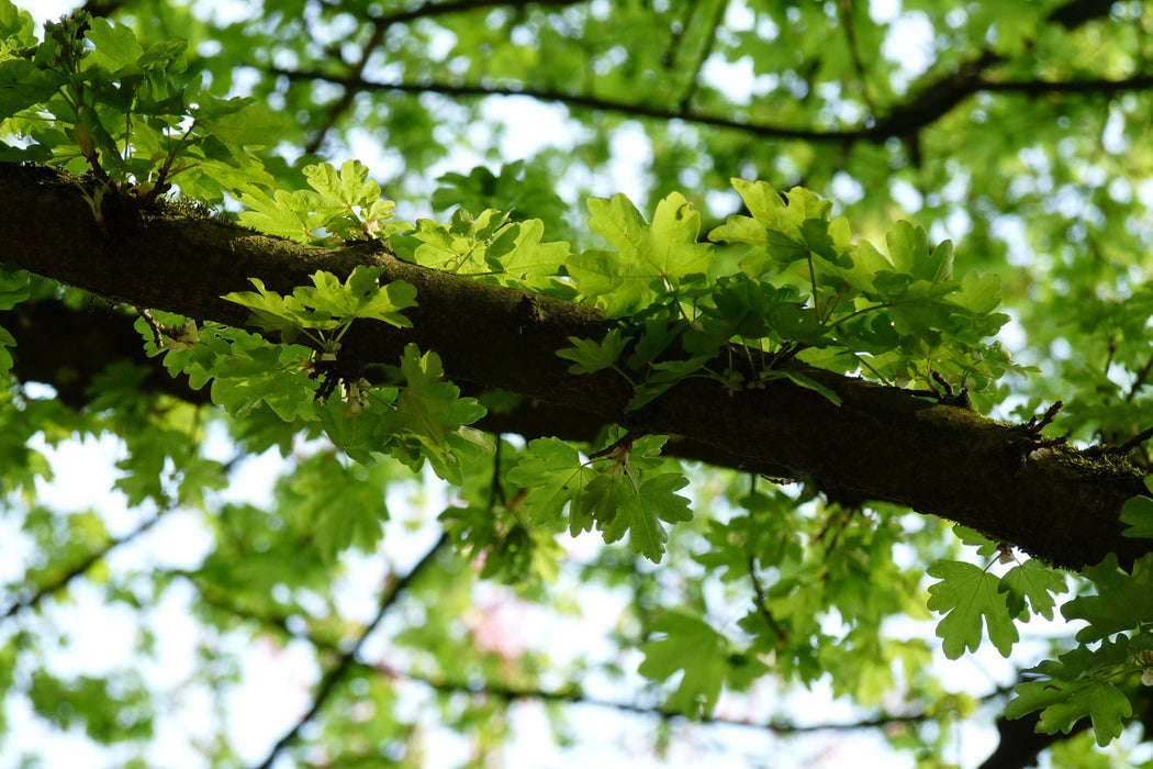 Acer campestre 'Elsrijk' , Veldesdoorn - Spaanse aak