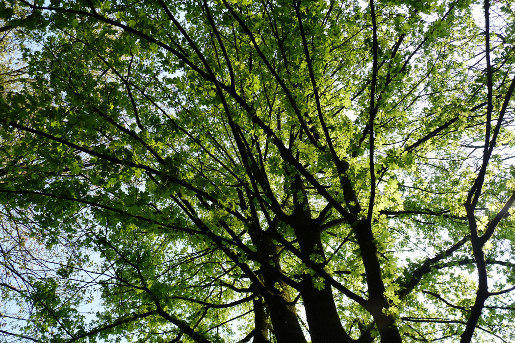 Acer campestre 'Elsrijk' , Veldesdoorn - Spaanse aak