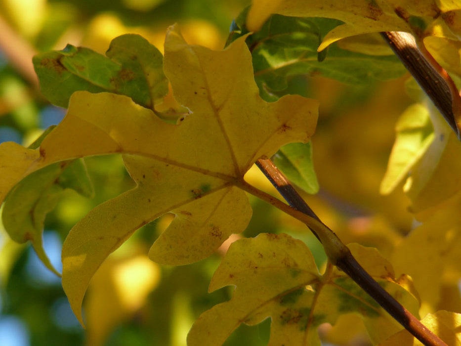 Acer campestre 'Elsrijk' , Veldesdoorn - Spaanse aak