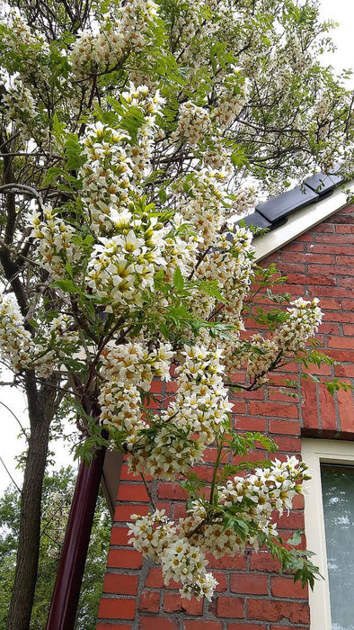 Xanthoceras sorbifolium, Chinese bloei-kastanje; Geelwortel