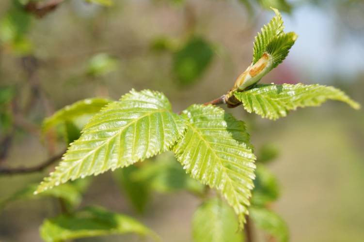 Betula utilis albosinensis (Betula albosinensis 'Fascination')