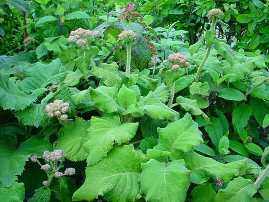 Hydrangea aspera 'sargentiana' , Fluweelhortensia