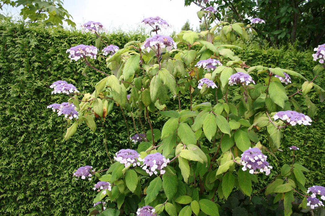 Hydrangea aspera 'sargentiana' , Fluweelhortensia