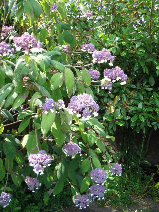 Hydrangea aspera 'sargentiana' , Fluweelhortensia