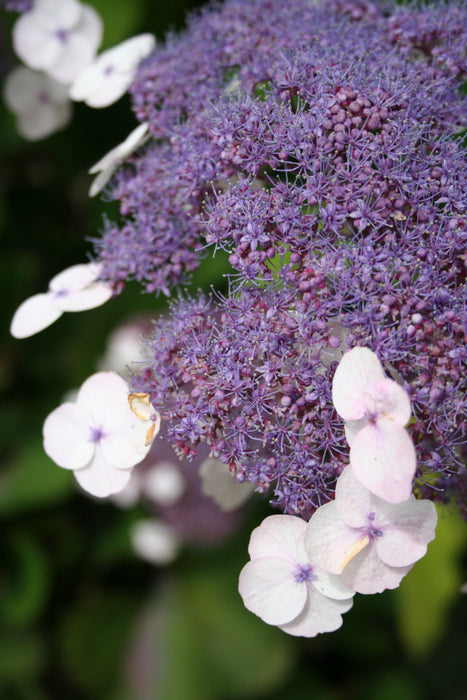 Hydrangea aspera 'sargentiana' , Fluweelhortensia