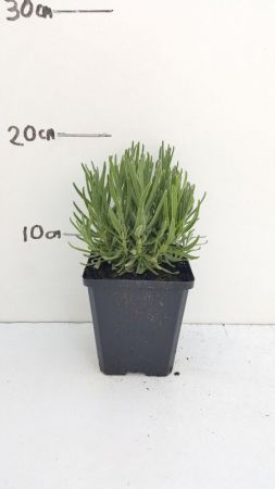 Lavandula angustifolia 'Dwarf Blue' , Echte lavendel