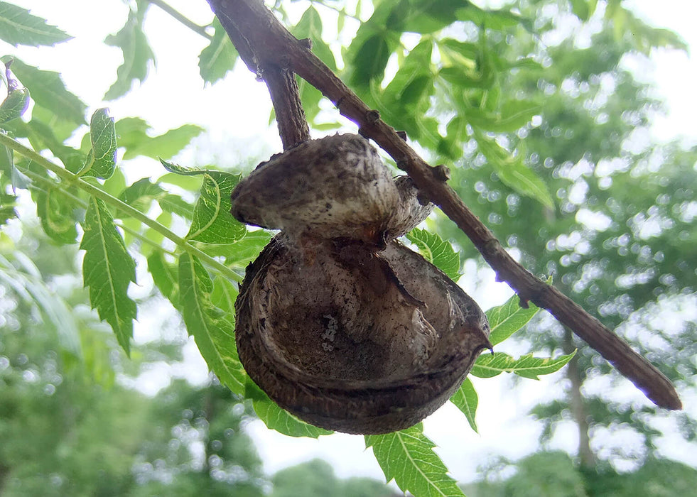 Xanthoceras sorbifolium, Chinese bloei-kastanje; Geelwortel