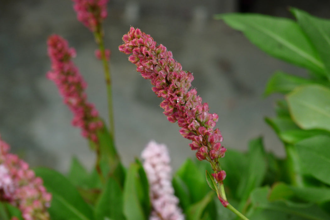 Persicaria affinis 'Kabouter' , Duizendknoop