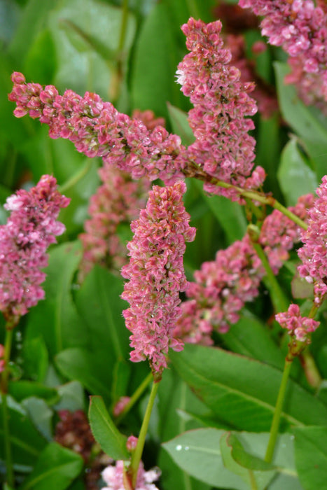 Persicaria affinis 'Kabouter' , Duizendknoop