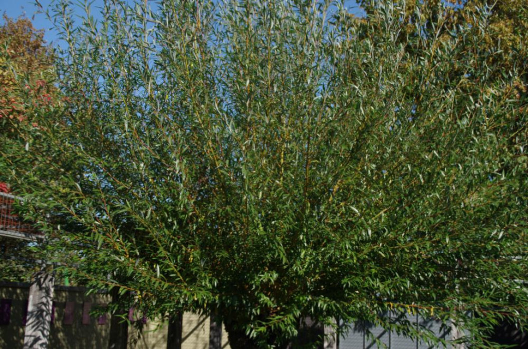 Salix alba 'Chermesina' , Schietwilg , Knotwilg